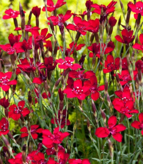 Dianthus deltoides 'Leuchtfunk'